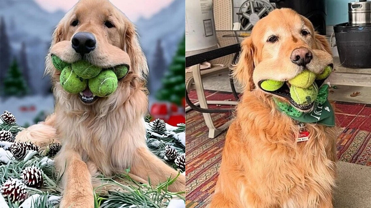 Recorde: cão segura 6 bolas de tênis ao mesmo tempo