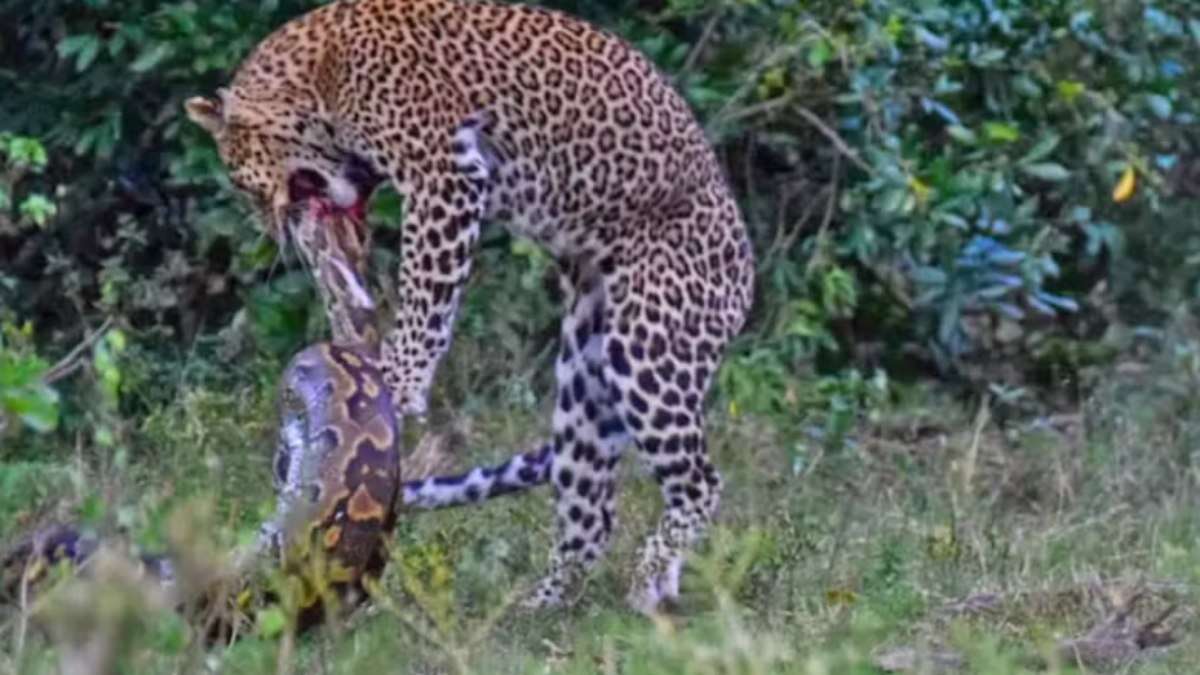 Cobra píton ataca leopardo na África; veja o vídeo