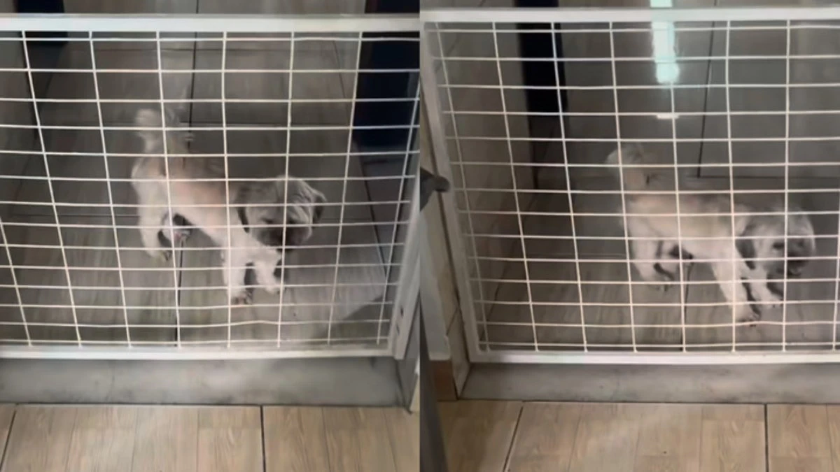Shih Tzu viraliza ao tentar ultrapassar barreira: 