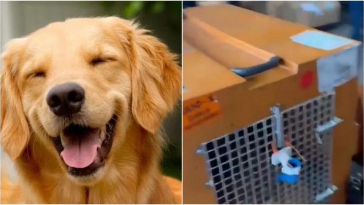 Regras para transporte de pets em voos avançam no Congresso