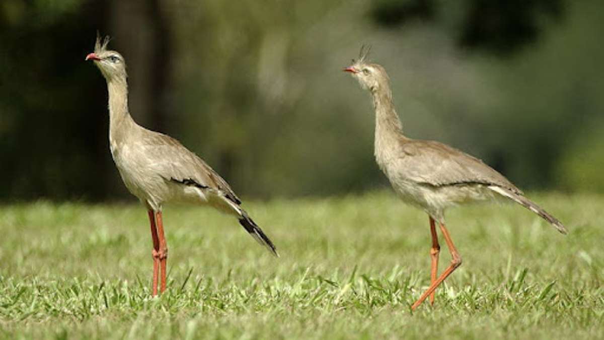 Aves são monogâmicas? Entenda sobre as aves que vivem em pares