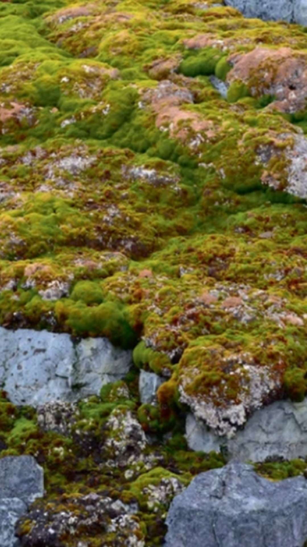 Antártida está ficando verde? Imagens de satélite impressionam e mostram efeitos do aquecimento global