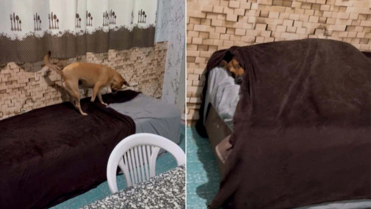 Caramelo mostra habilidade ao se cobrir sozinho com cobertor