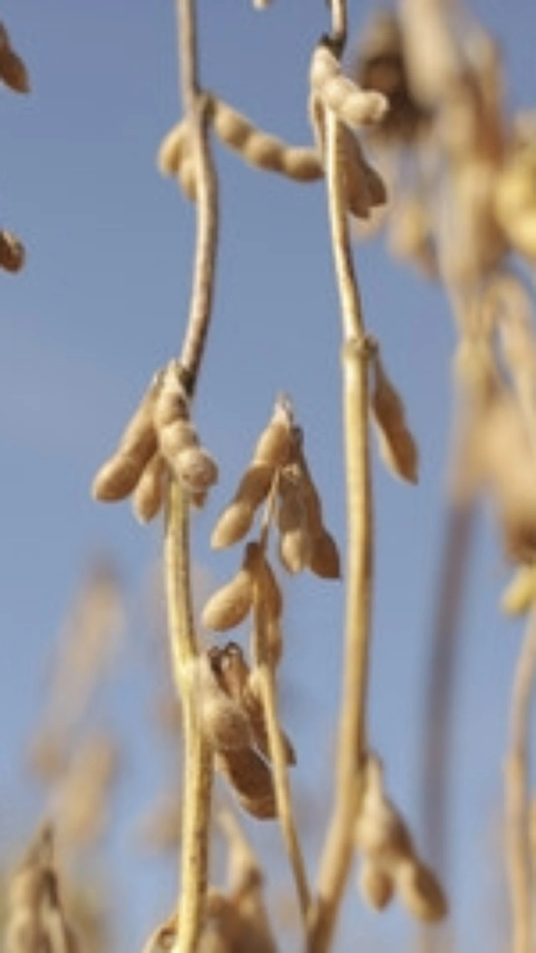 Pré-plantio da soja: entenda as práticas que podem definir o sucesso da próxima safra