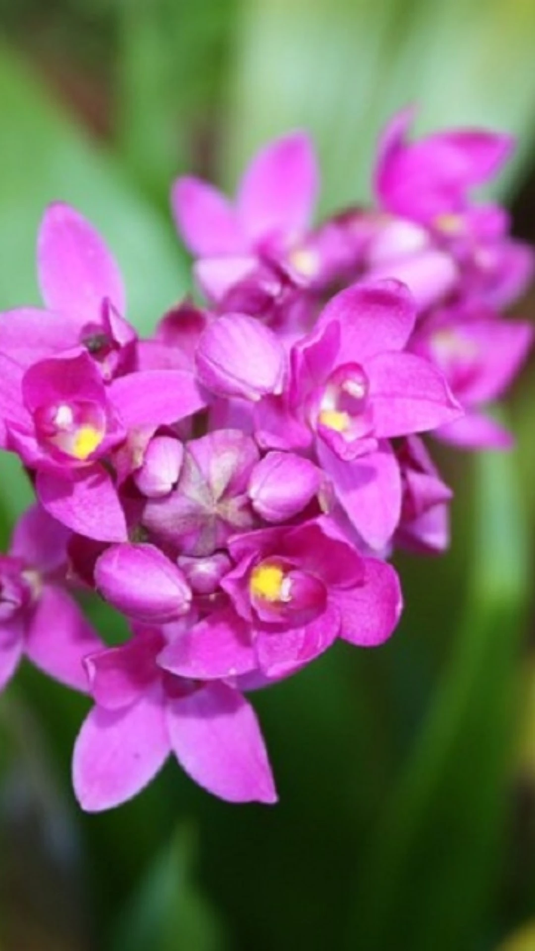PIB das flores: Brasília consome o dobro do volume que a média nacional