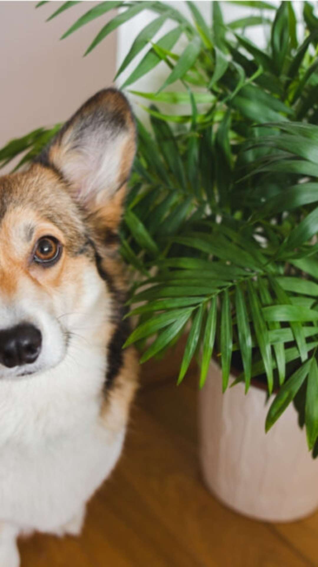 Veja os perigos das plantas tóxicas para cães e gatos