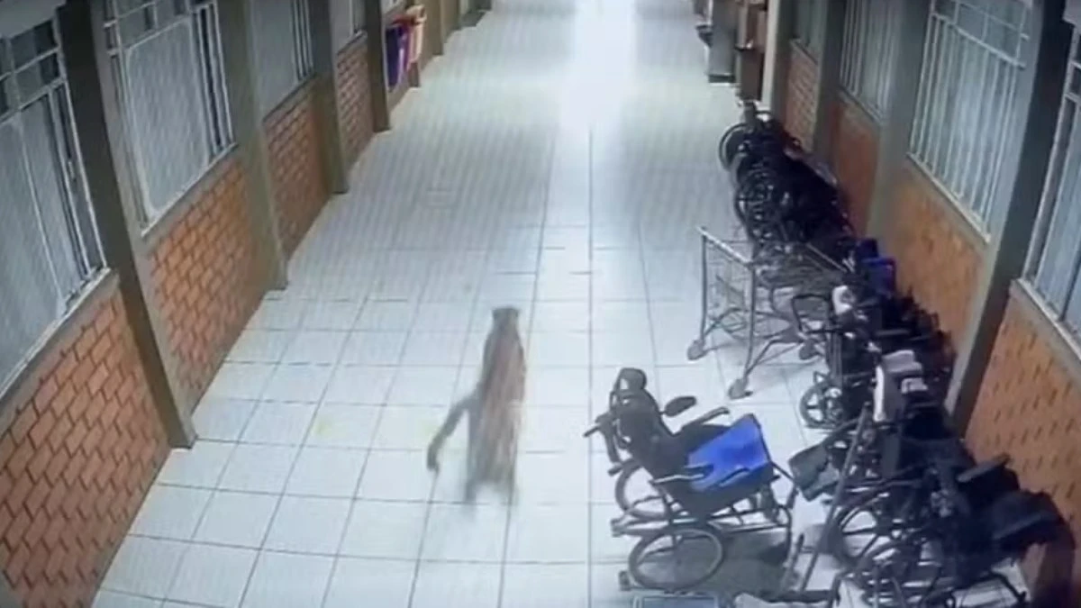 Onça-parda invade escola da Apae no Paraná
