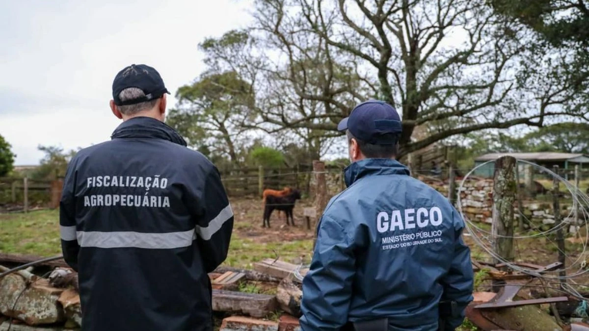 Venda de gado lavou R$ 100
milhões do tráfico entre RS e SC