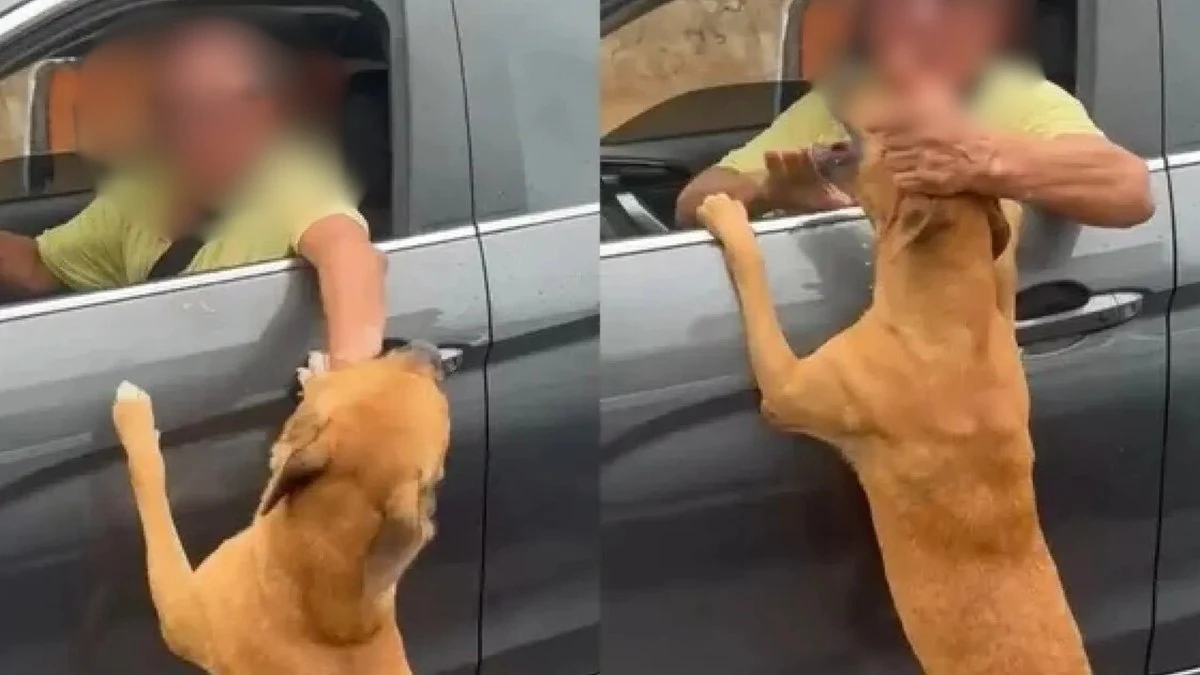 Cachorro corre atrás de carro após ser abandonado em Salvador