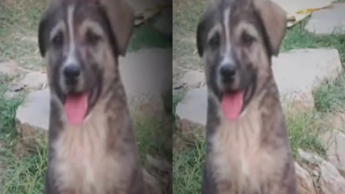 Cão salva 67 vidas ao latir para avisar civis sobre deslizamento