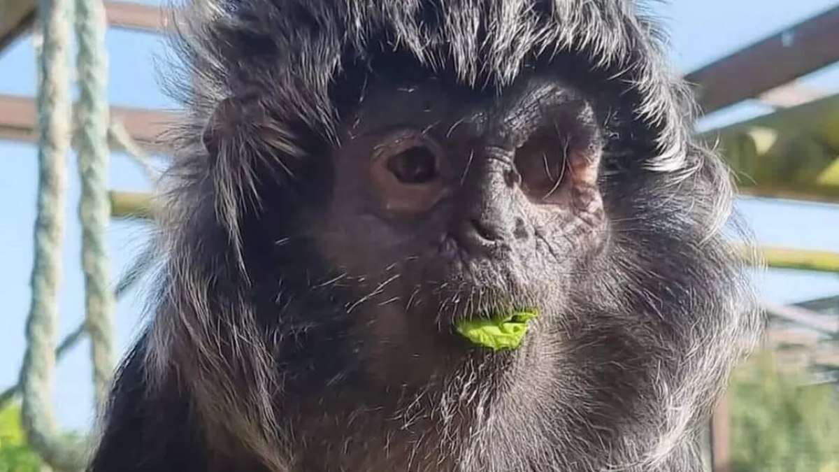 Macaca de um olho só mais velha do mundo tenta fuga em zoológico no Reino Unido