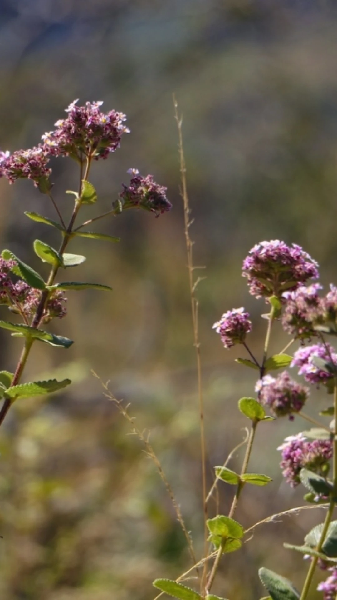 DF tem queda recorde de 95% no desmatamento do Cerrado em 2024