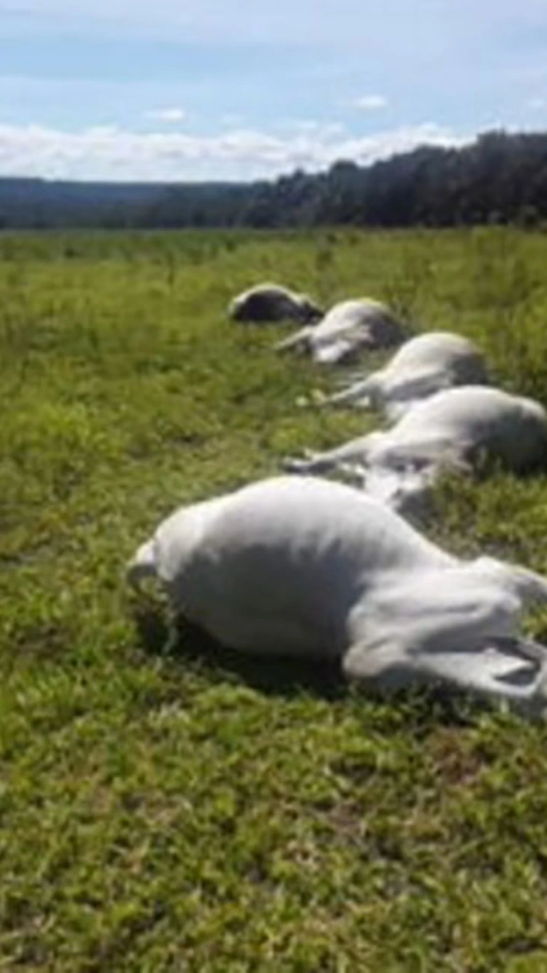 Raio cai em fazenda e mata 17 bois ao mesmo tempo