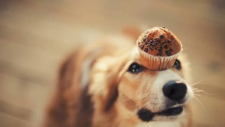 Halloween pet! Receitas de docinhos seguros para o seu amigo