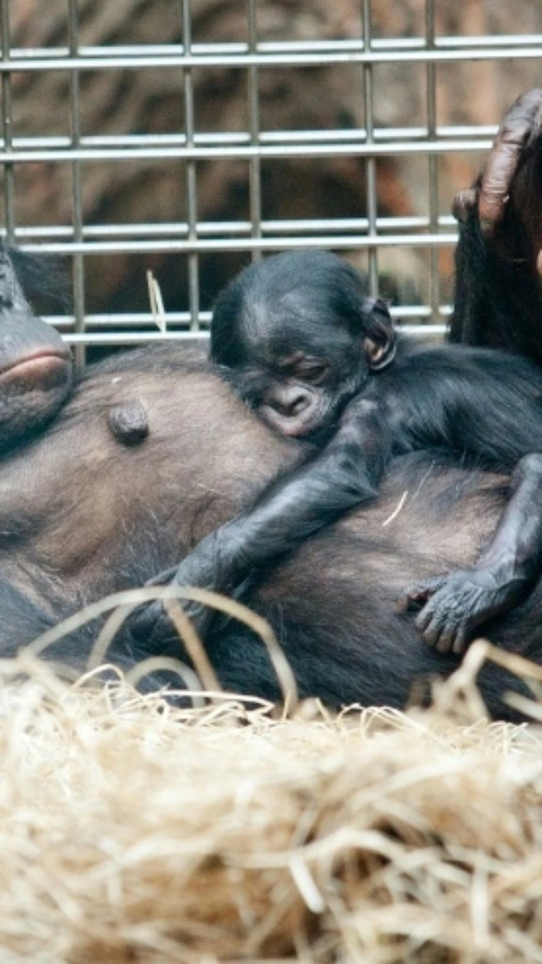 Bonobos fêmeas têm maior status social que machos graças à sua solidariedade