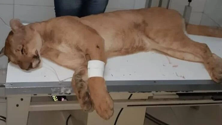 Após ser resgatada e devolvida à natureza, onça parda é atropelada em SP