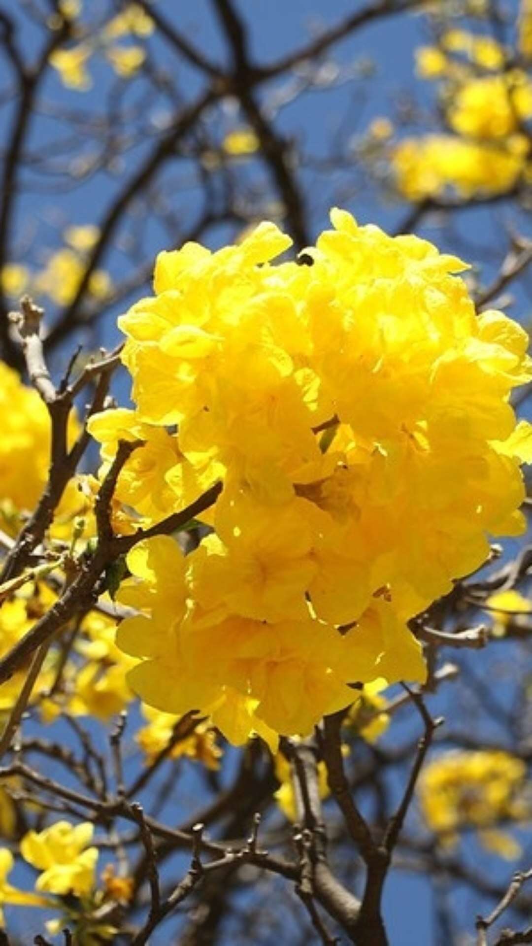 Temporada de floração dos ipês-amarelos colore as ruas do Distrito Federal