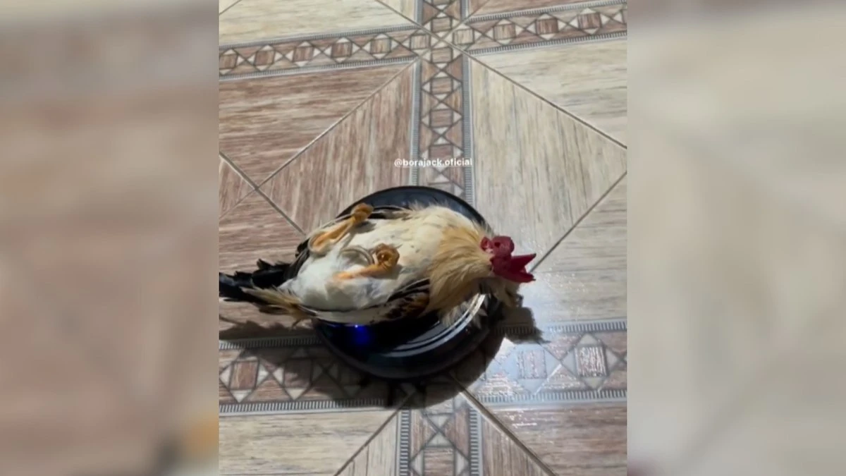 Galo é flagrado descansando em robô aspirador em movimento