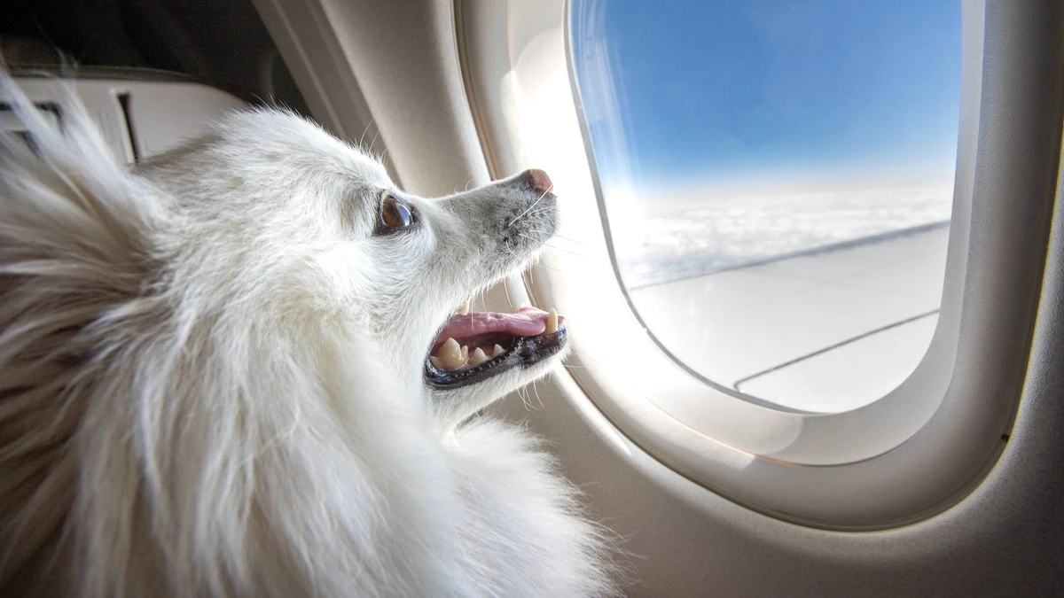 STJ autoriza companhias aéreas a barrar pets de suporte emocional