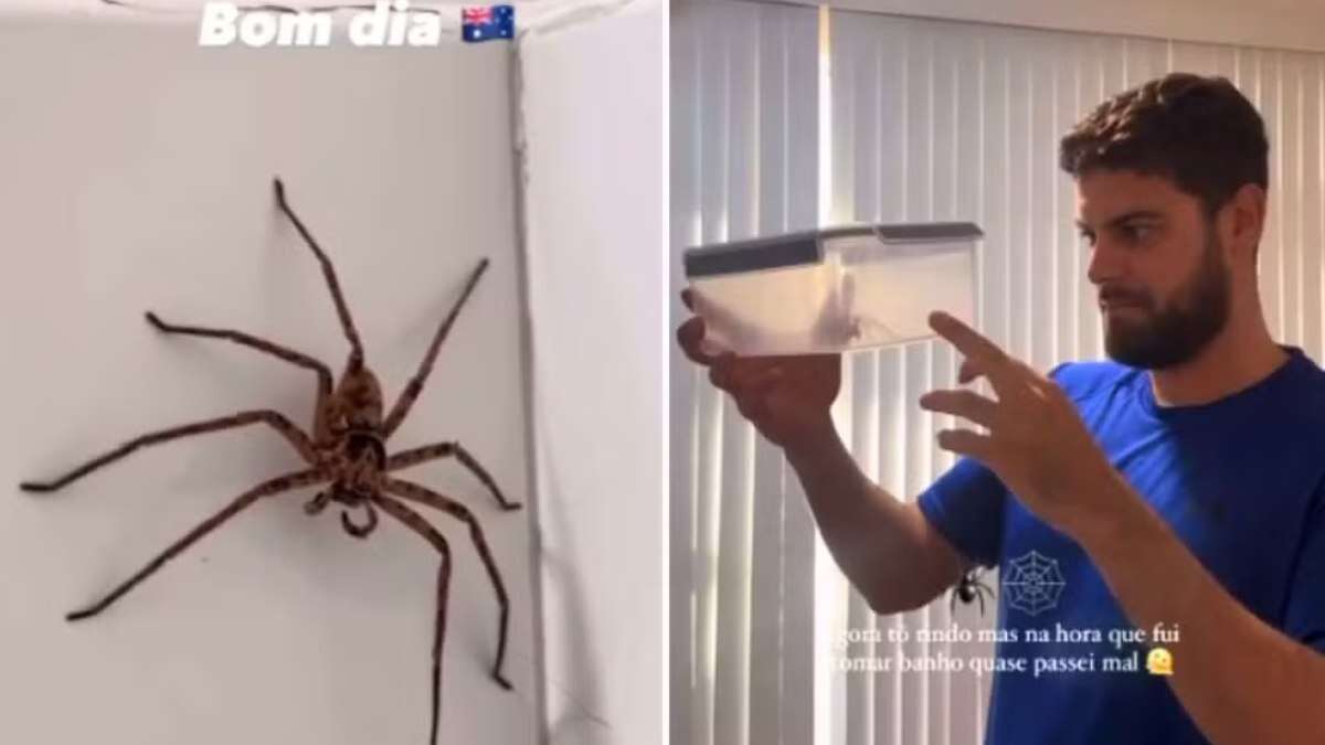 Vídeo: casal brasileiro acha aranha gigante em banheiro na Austrália