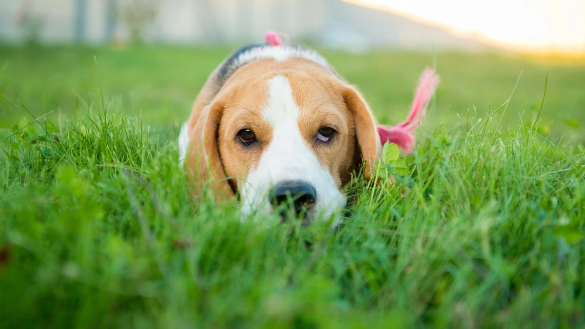 Você tem dado atenção à saúde bucal do seu pet?