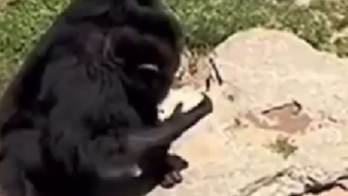 Vídeo: chimpanzé devolve sapato para visitante de zoológico na China