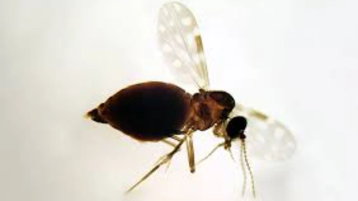 Casos de febre oropouche chegam a 7,7 mil em 2025