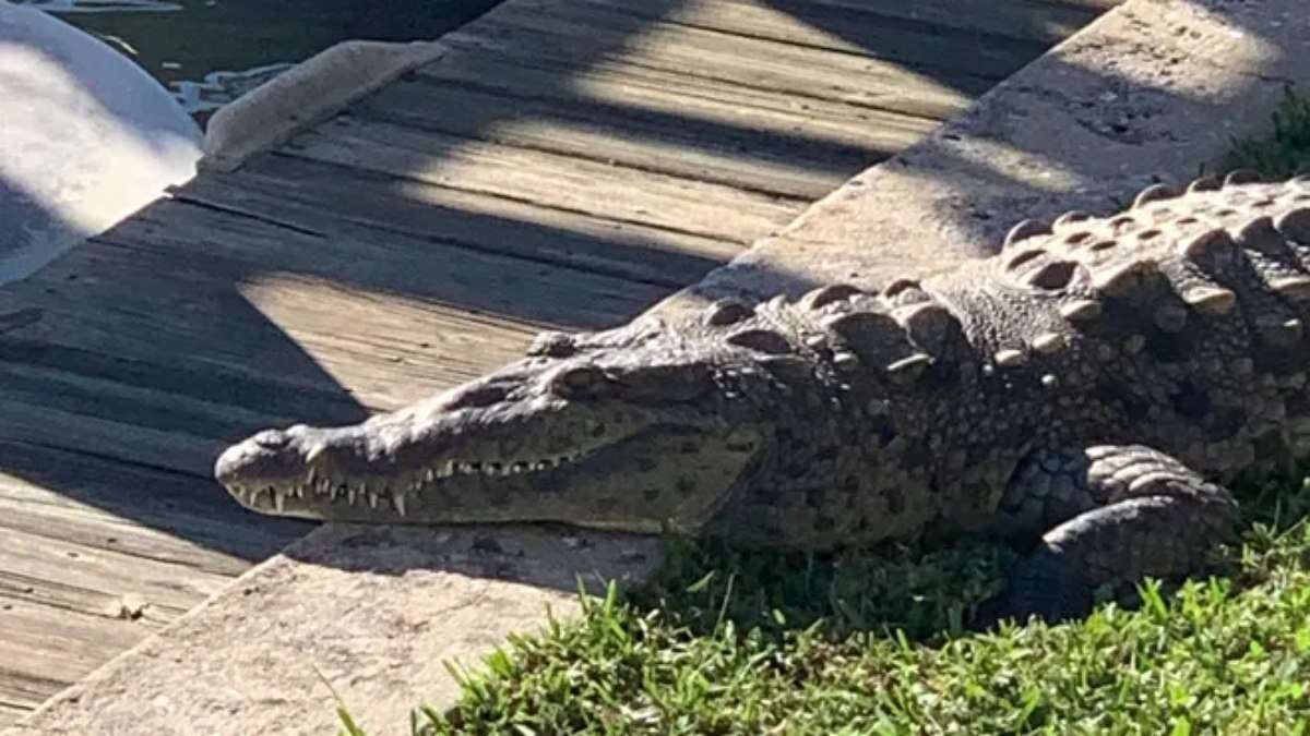 Crocodilo vira mascote ao aparecer 14 vezes em cidade