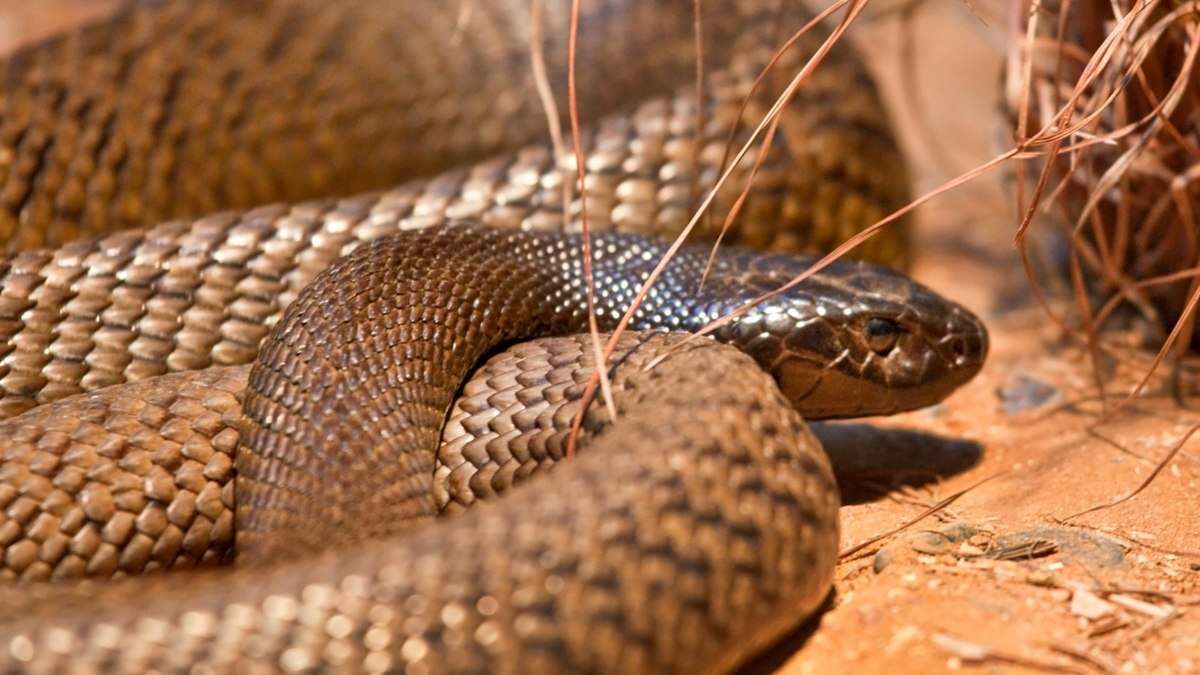 Antídoto contra veneno de cobra pode sofrer escassez mundial, alerta OMS