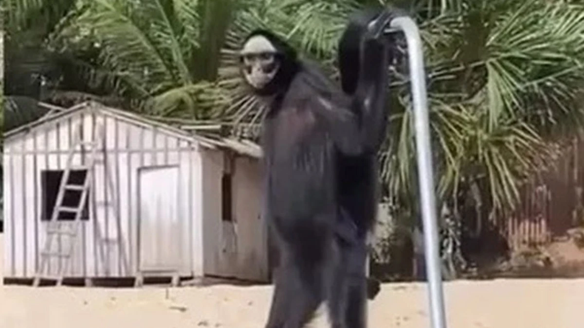 Macaco-aranha caminha em duas patas e surpreende turistas
