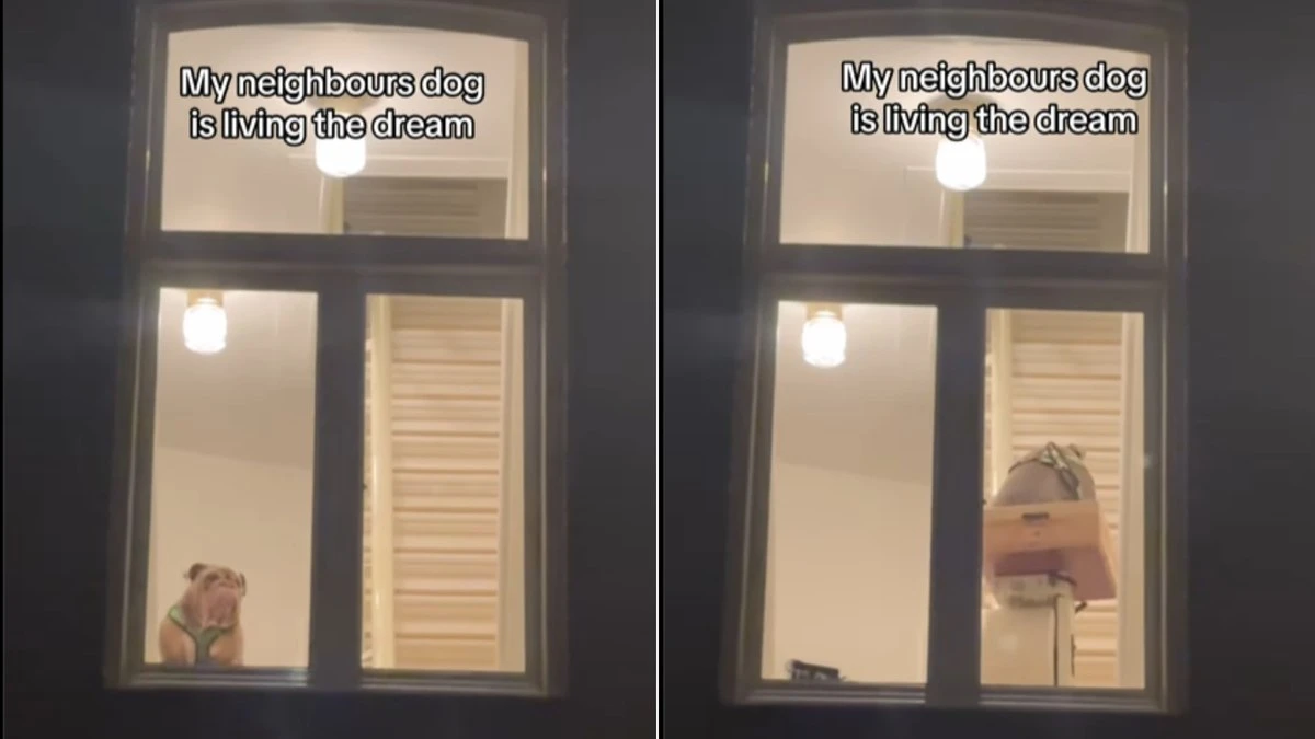 Buldogue chama atenção de vizinho por como sobe as escadas