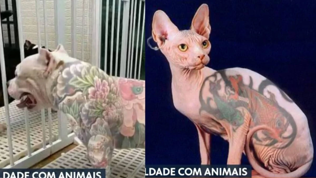 Senado aprova lei que proíbe tatuagens e piercings em pets
