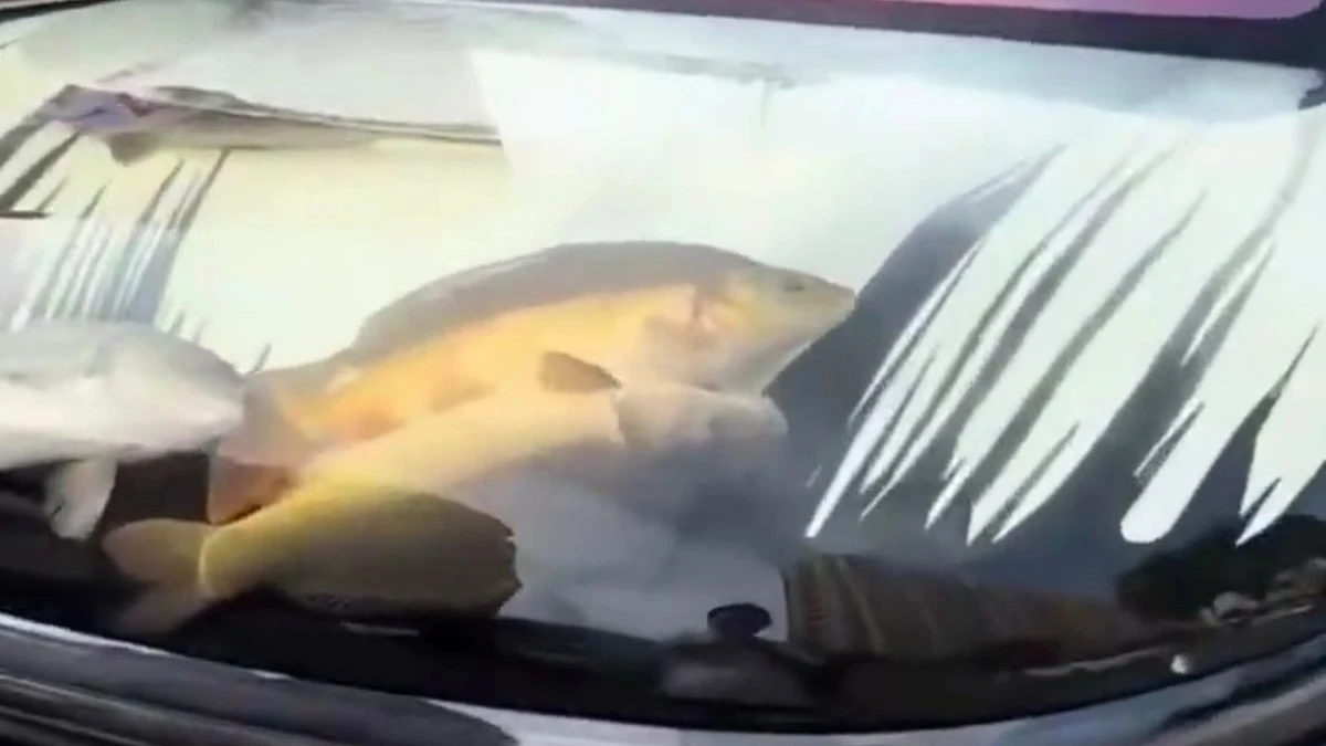Carro vira aquário com peixes vivos presos no capô