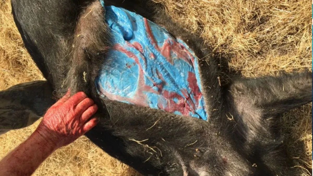 Javalis comem veneno de rato e ficam com carne azul nos EUA