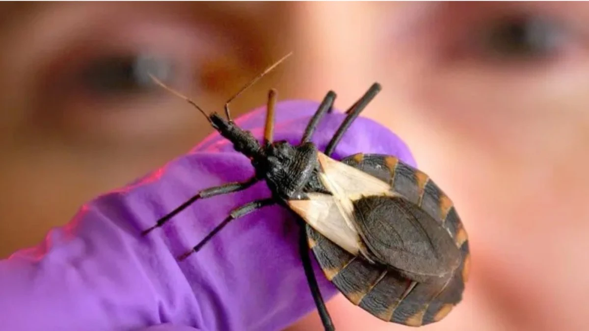 Doença
de Chagas mata 14 mil por ano; veja situação no Brasil