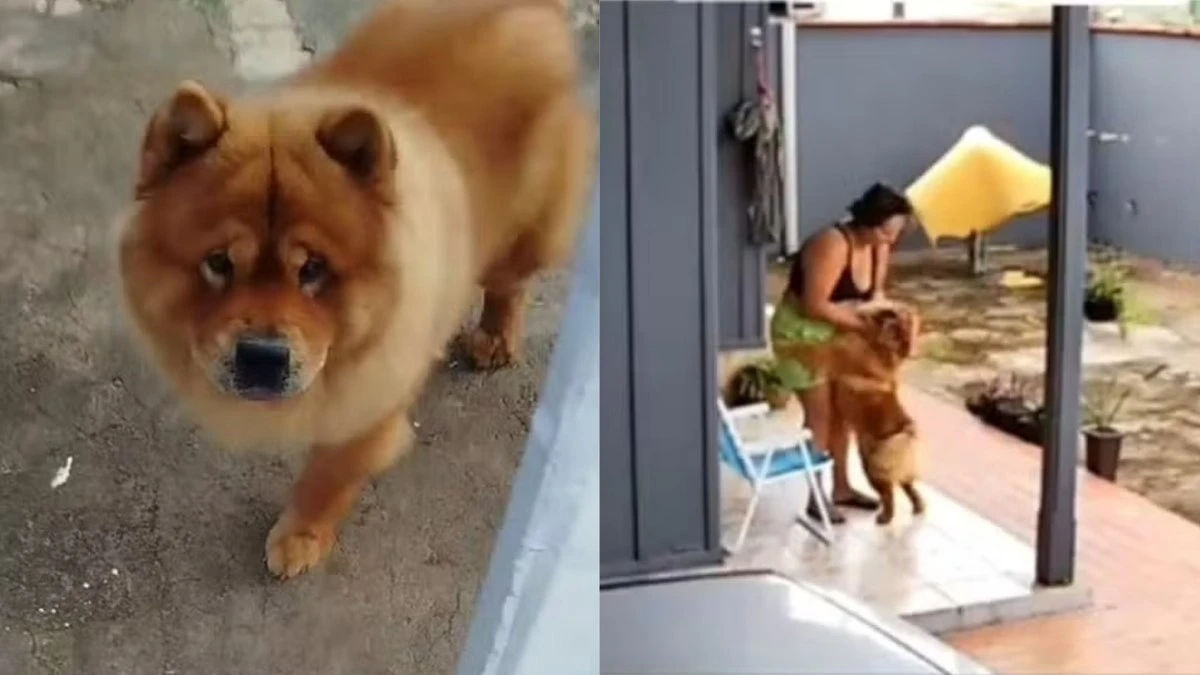 Eutanásia após ataque: como evitar tragédias com pets agressivos