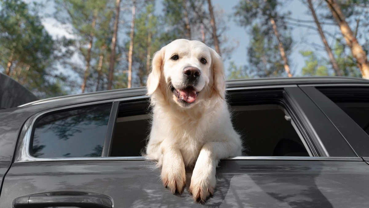 Levar pets em carros: conheça regras e dicas para segurança