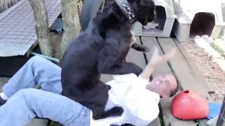 Homem paga R$ 850 para ter 'experiência total' com leopardo e acaba ferido