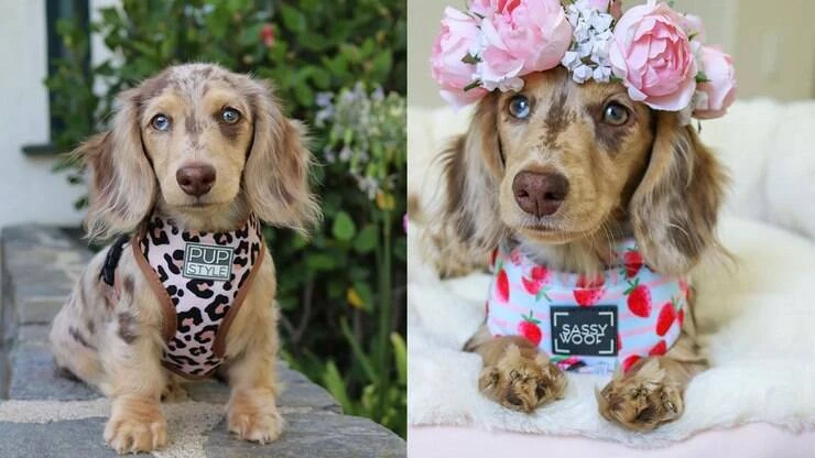 Cachorra vira sensação das redes sociais com fotos fofas e roupinhas criativas