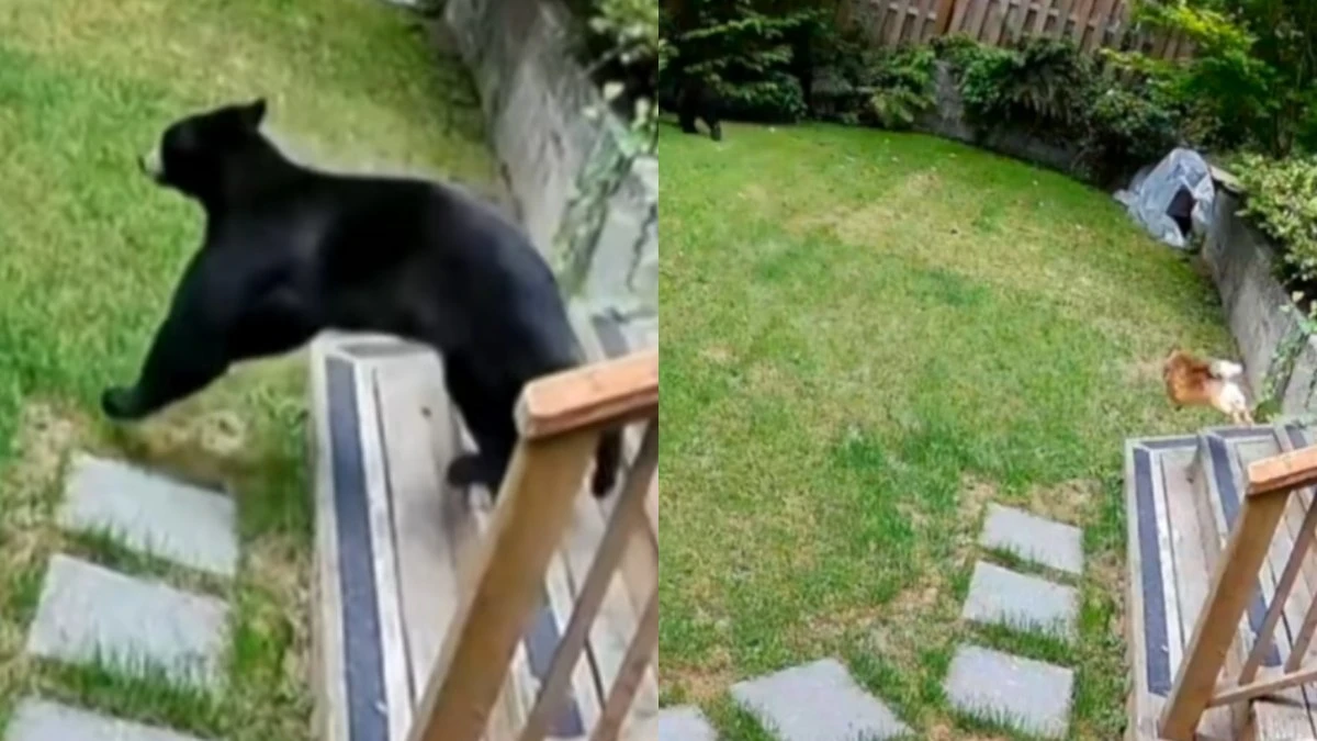 Lulu-da-pomerânia viraliza ao enfrentar urso que invadiu casa
