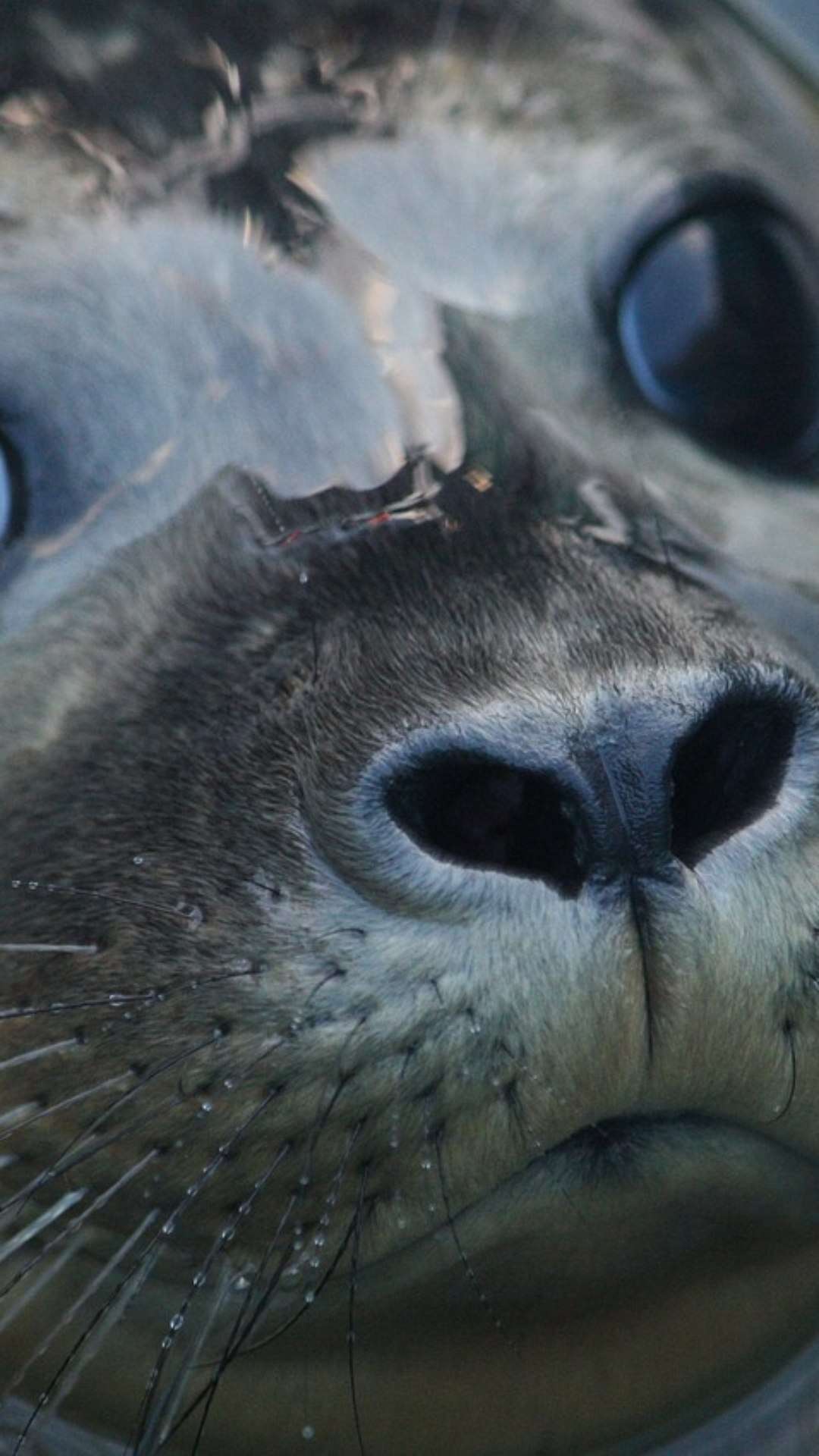 Não se engane: Esses animais ‘fofos’ são terríveis!