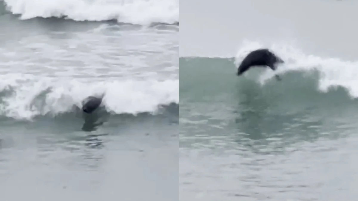 Foca rouba a cena ao 