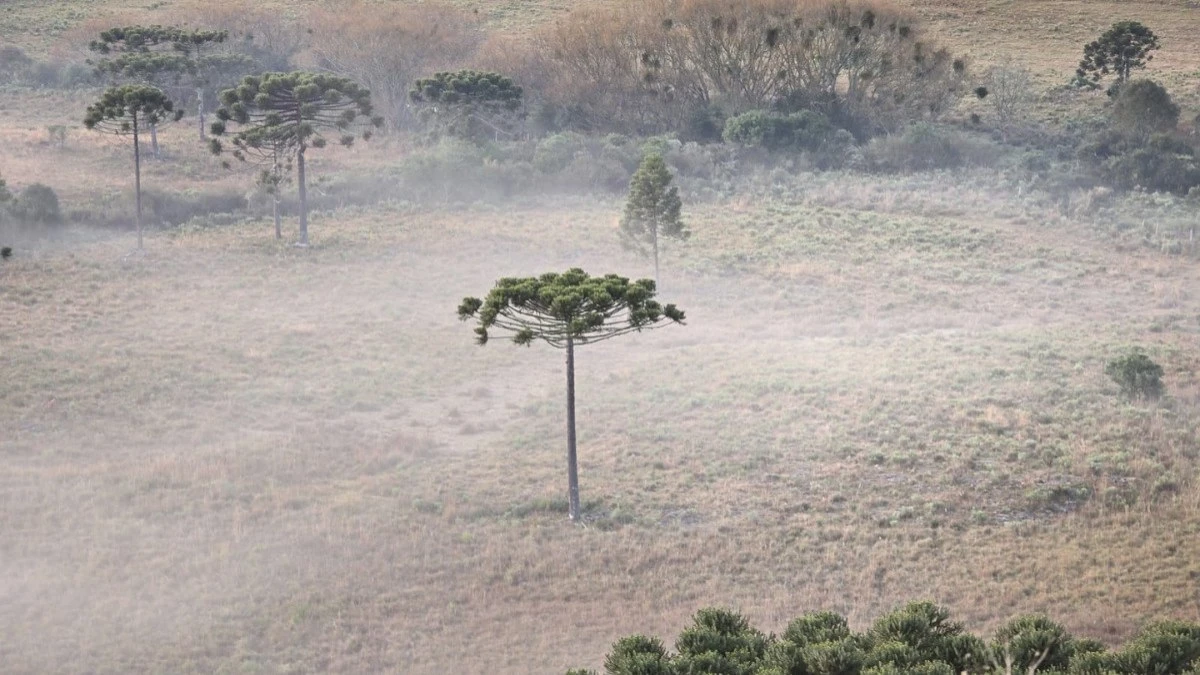 Frio extremo no Sul: mínima de -3,2 °C registrada em São Joaquim