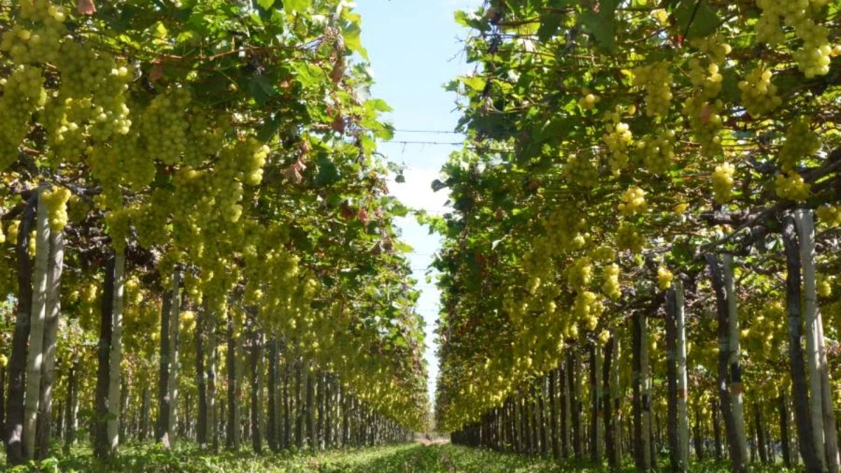 Pacote verde brasileiro, urgente!