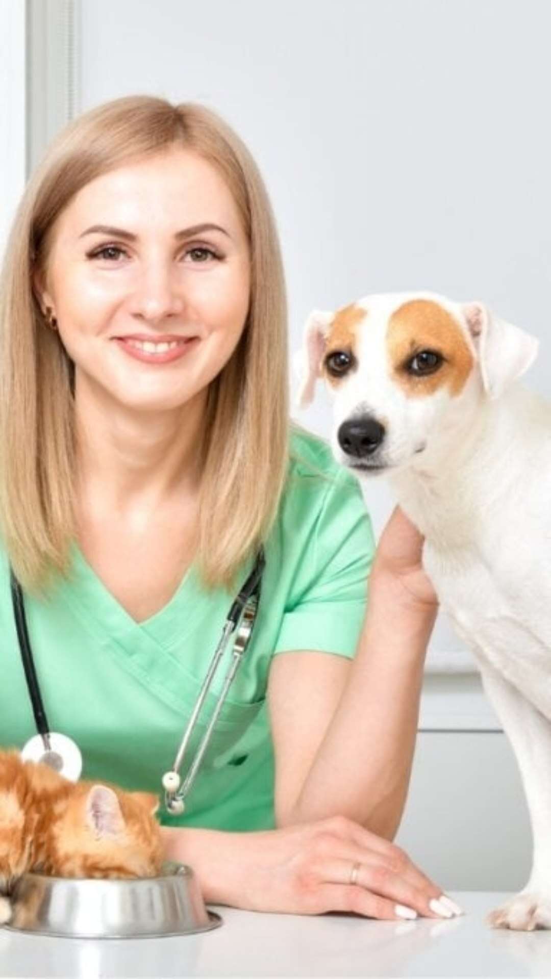 8 especialidades veterinárias e quando procurar cada uma delas