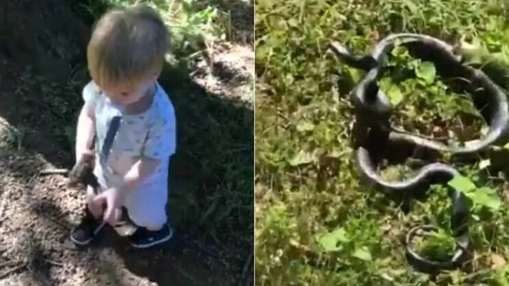 Criança arremessa cobra a cachorro pensando ser graveto; veja o vídeo