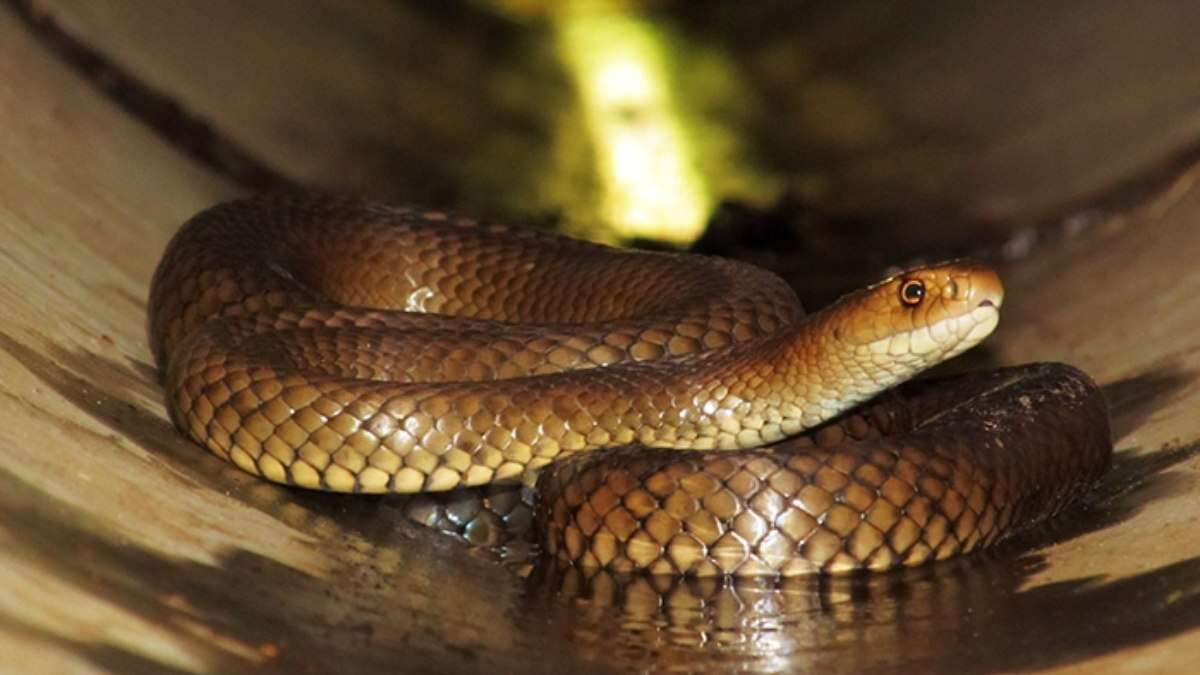 Por que temos medo de cobra? Cientistas descobrem motivo inusitado