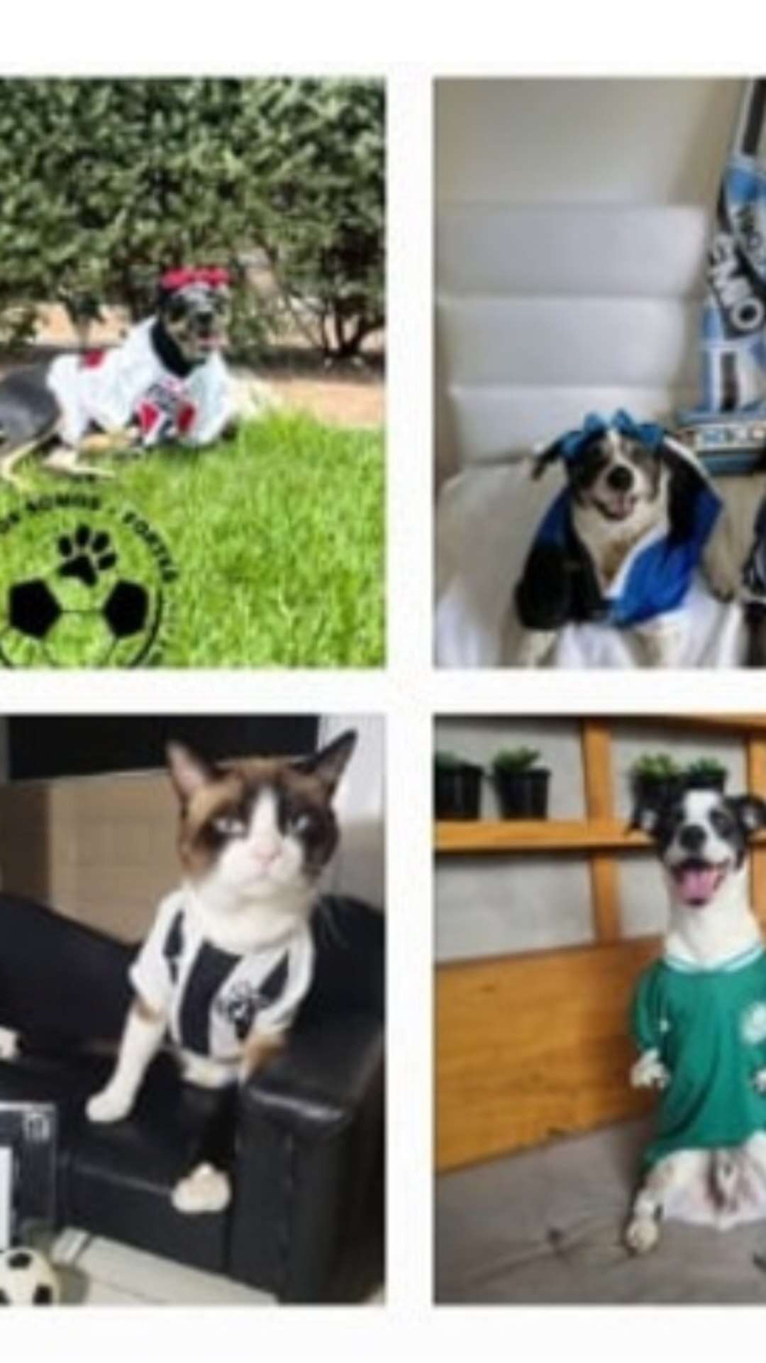 Campanha promove a visibilidade e inclusão de pets com deficiência junto ao futebol