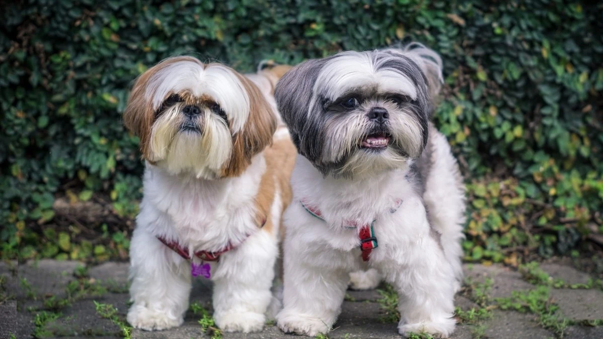 Encontro de Shih Tzus: shopping prepara ação para pets e tutores
