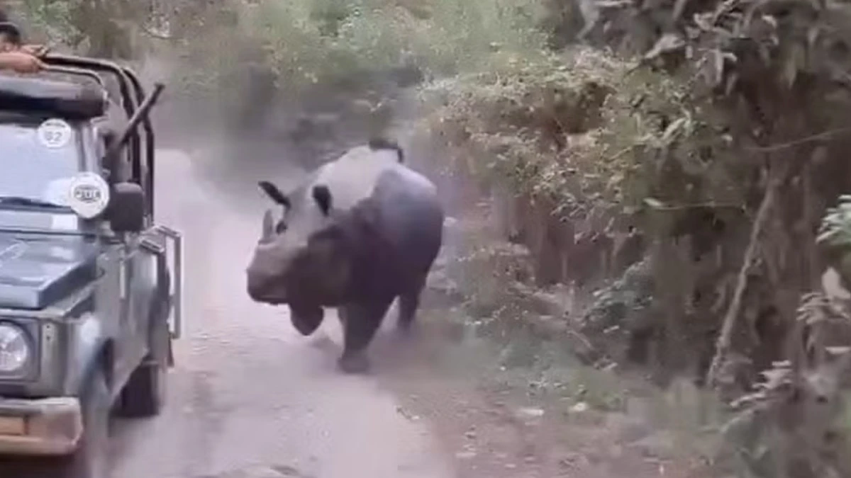 Rinoceronte persegue turistas em parque na Índia; assista